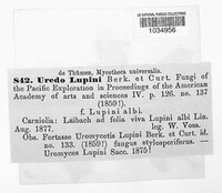 Uromyces lupini image